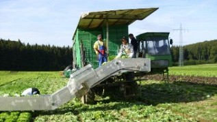 Gemüseernteband Schwanenhalsausführung04